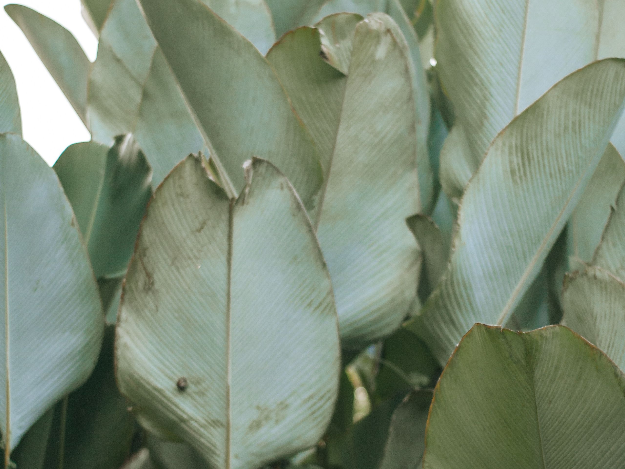 Calathea hat braune Blätter Ursachen und Lösungen zimmerpflanzentipps.de
