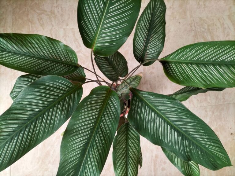 Wie schnell wächst Calathea? Tipps zur Förderung des Wachstums zimmerpflanzentipps.de
