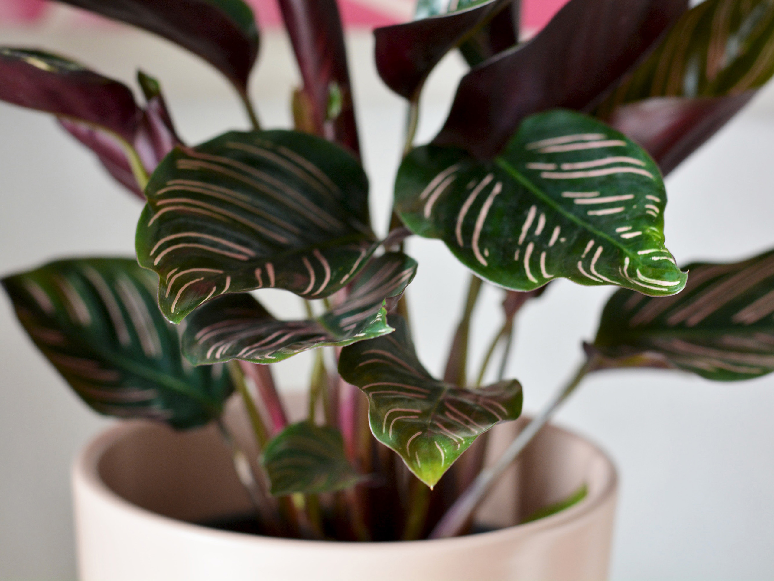 Calathea pflegen: Expertentipps für gesunde und glückliche Pflanzen ...