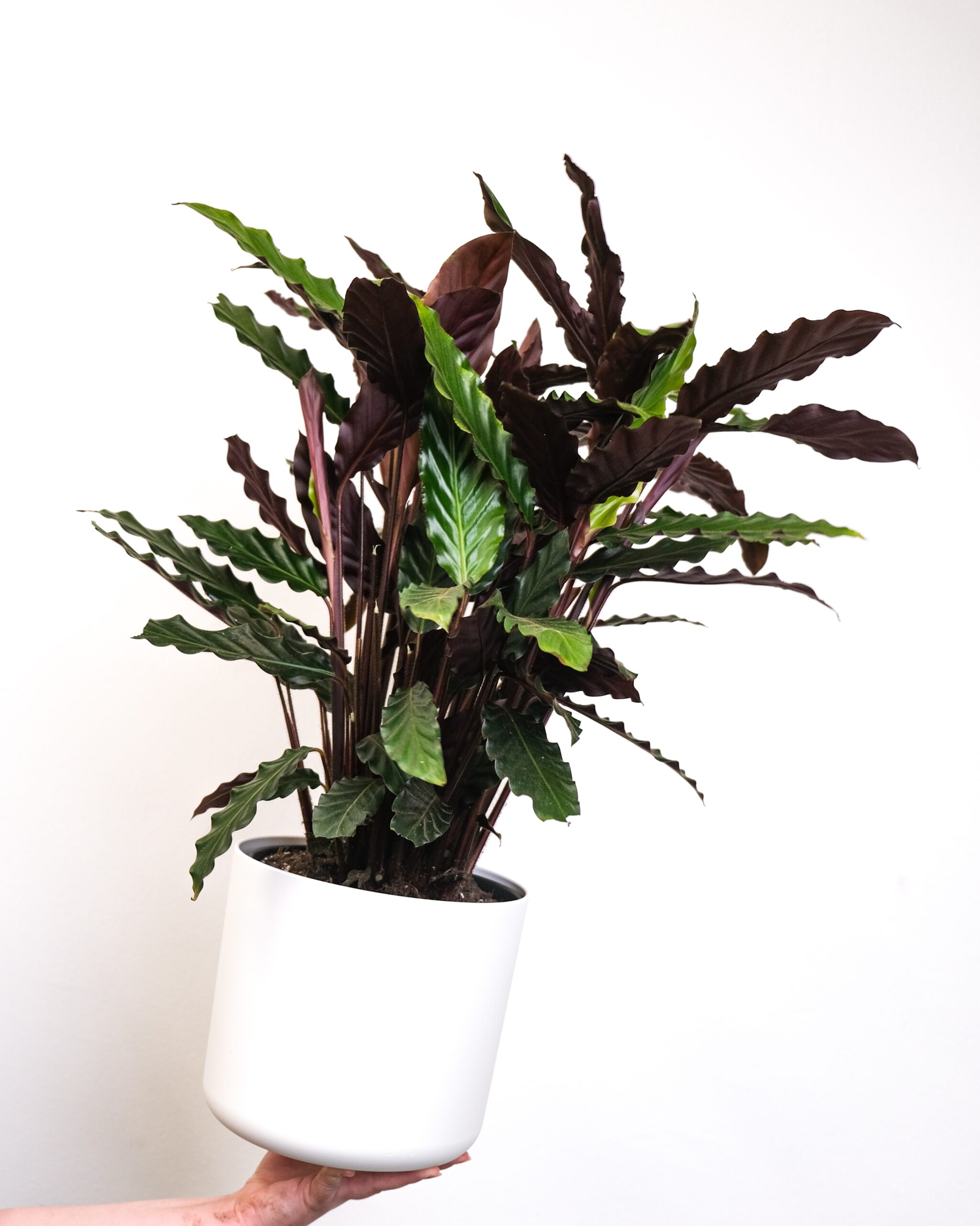 Calathea Rufibarba: Alles, was ihr über diese einzigartige Pflanze ...